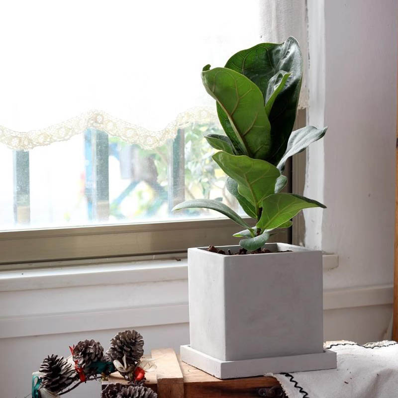 Large Square Flowerpot Silicon - Potsticker Mold のレビューと価格